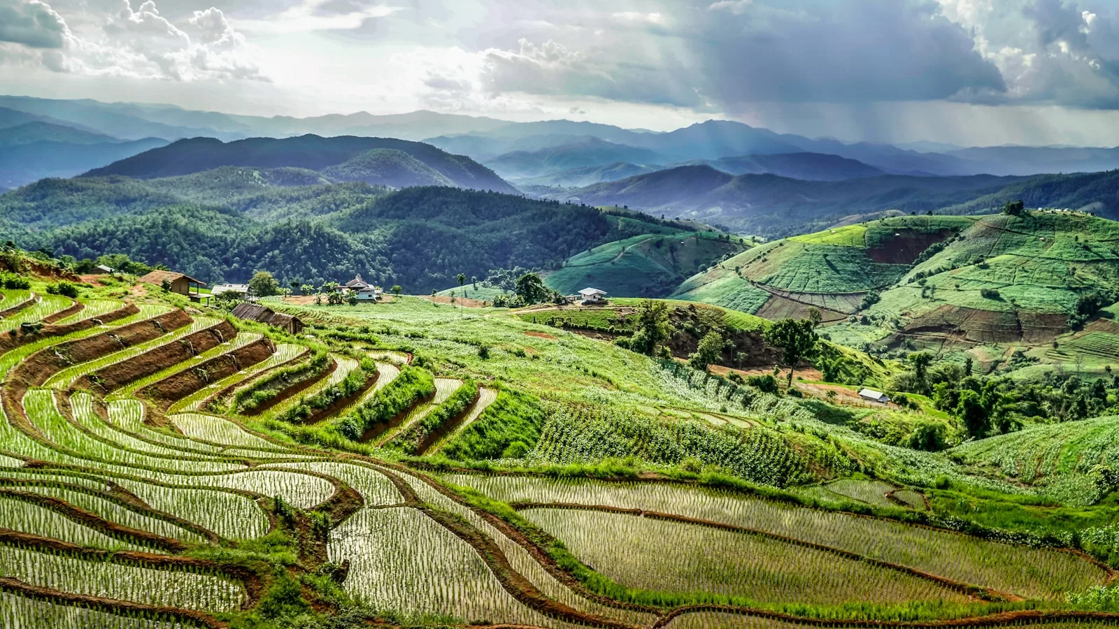 Rice terraces near Chiang Mai