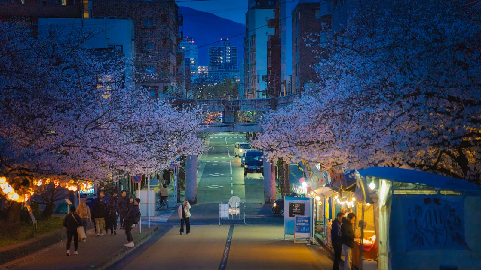 Cherry blossoms over a street in Fukuoka