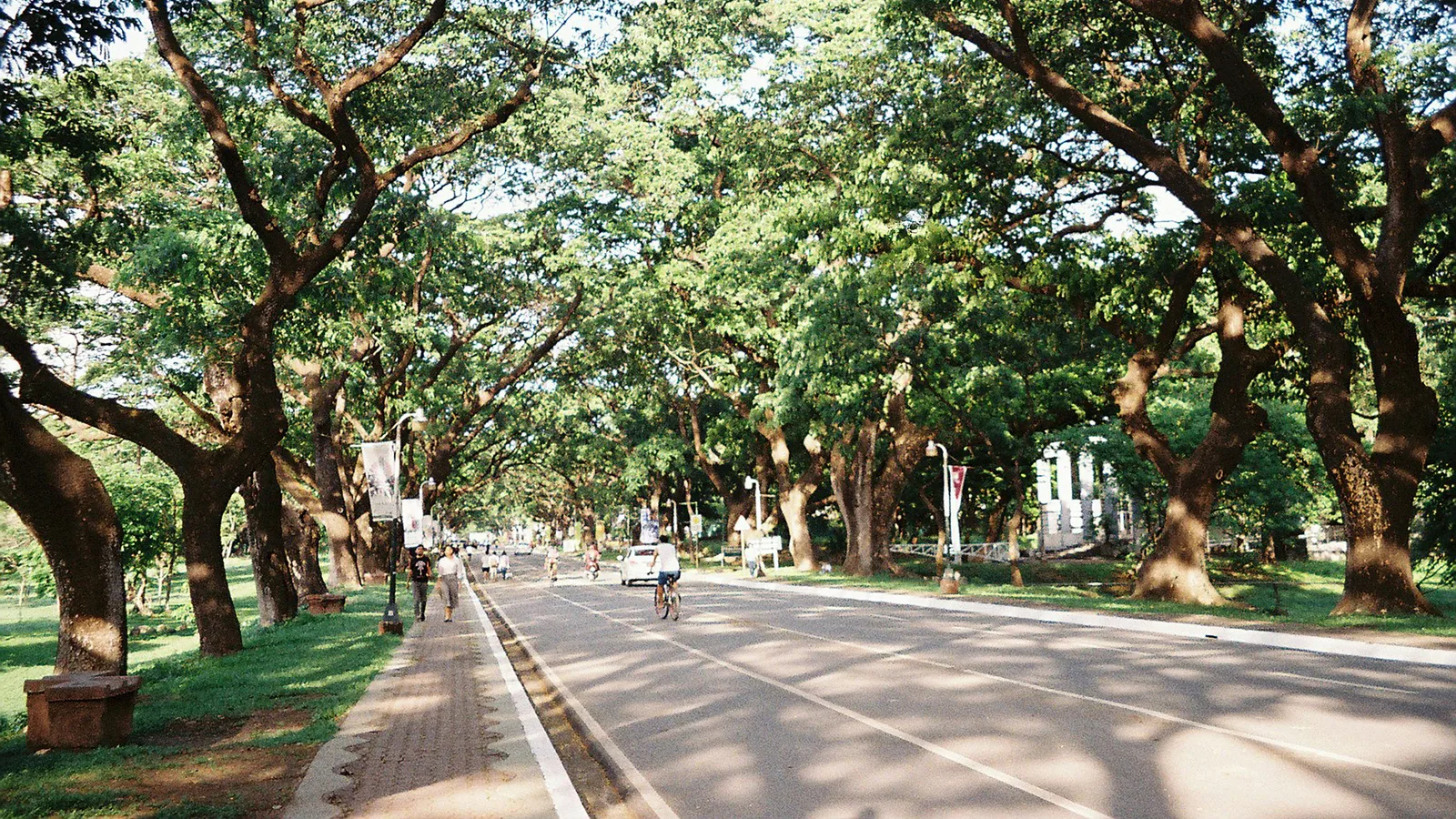 People walking beside trees in Quezon City